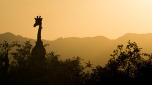 Read more about the article Exploring Africa: Unforgettable Destinations Across the Continent