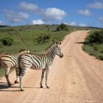 Top Safari Destinations in Africa: Where to See the Big Five in the Wild