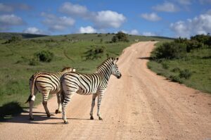 Read more about the article Top Safari Destinations in Africa: Where to See the Big Five in the Wild