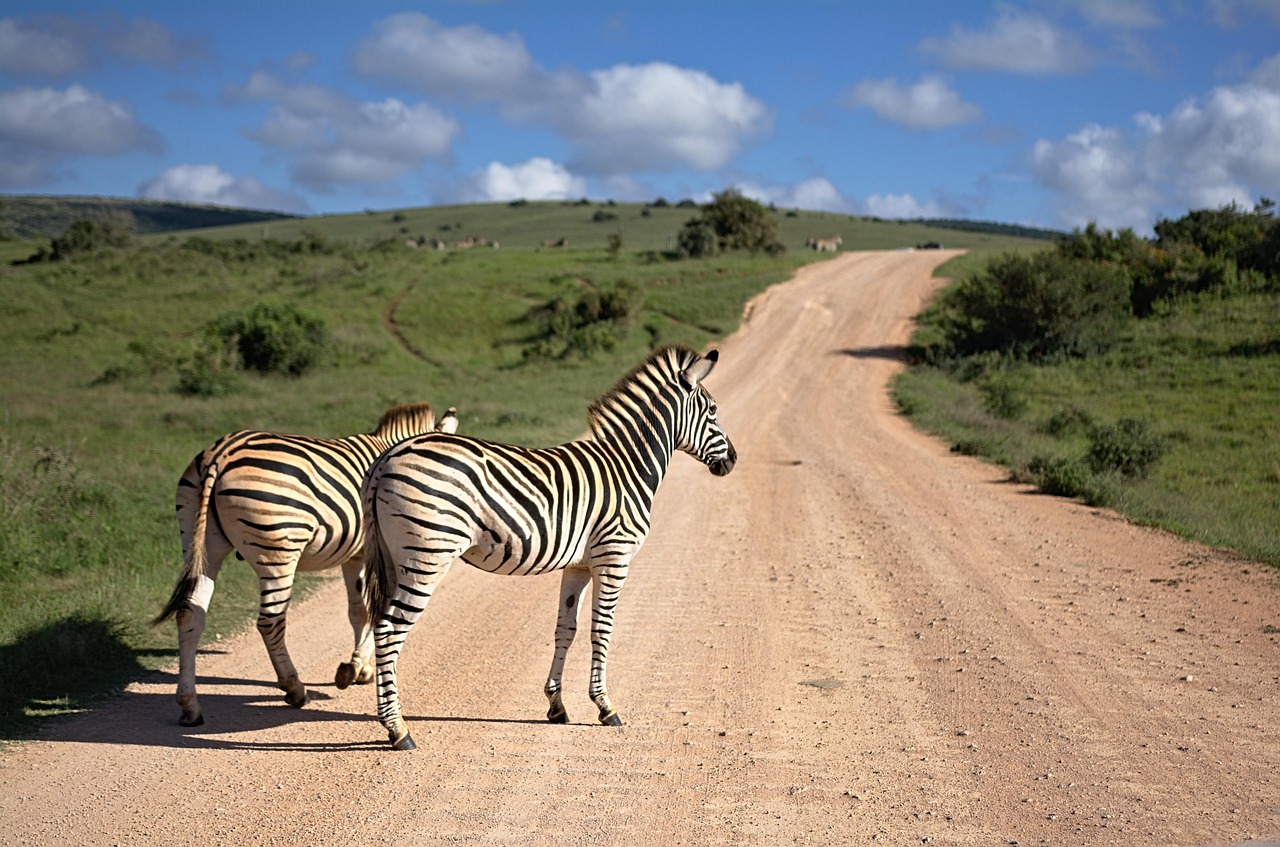 Read more about the article Top Safari Destinations in Africa: Where to See the Big Five in the Wild